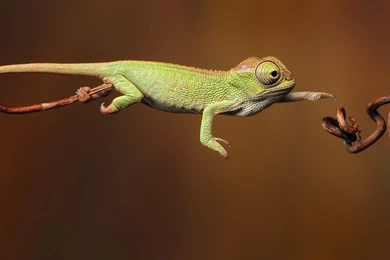 Wallpapers Reptiles Animals Image
