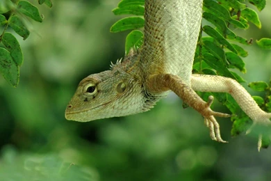 Reptiles Wallpapers