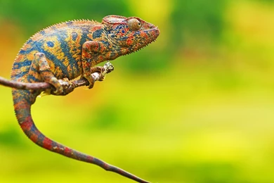 Amazing Nature, Reptiles, 1920x1080 HD Wallpapers And FREE Stock Photo