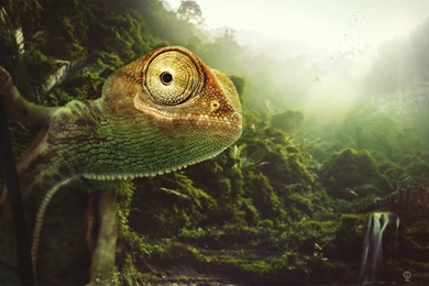 Lizards Reptile Animal Lizard Eyes Gde Fon Reptiles Wallpapers ...
