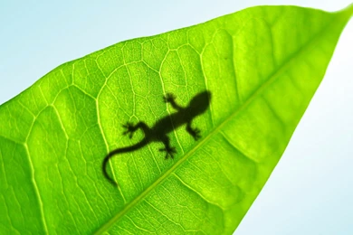 Nature Wallpapers   Animals, Reptiles, Darkseagreen, Lightcyan ...