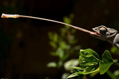 Download Chameleons Reptiles Wallpapers 1920x1080