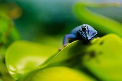 Nature Wallpapers   Animals, Reptiles, Cadetblue