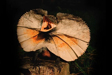 Nature Wallpapers   Animals, Reptiles, Black, Saddlebrown, Sienna ...