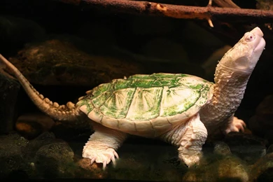 Turtle Wallpapers   Reptiles Wallpapers