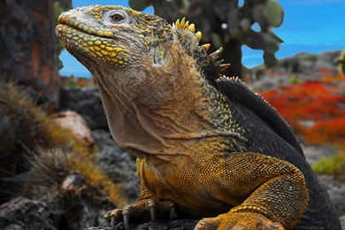 Top Iguana Pictures Reptile Wallpapers