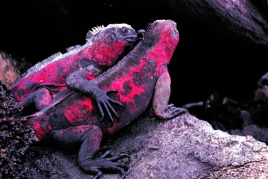 99 Iguana HD Wallpapers