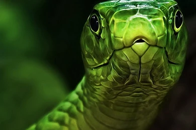 5 Nature Snake Green Snakes Reptiles Hd Online Wallpapers With ...