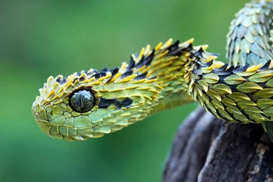 Animals Snakes Viper Reptiles Skin Wallpapers