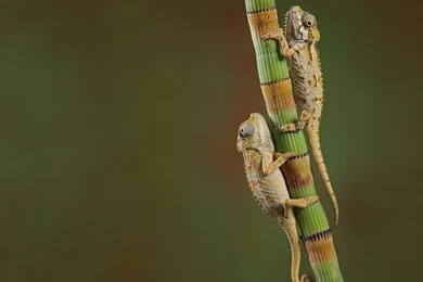 Download Chameleons Reptiles Wallpapers 1600x1200