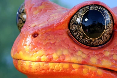 Free Halloween Wallpapers   Mmw Blog: Reptiles Wallpapers Snakes ...