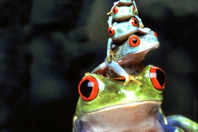 Reptiles Wallpapers, Frogs Backgrounds, Crocodiles Desktops