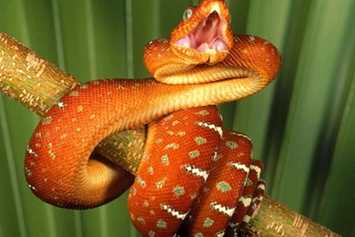 834 Reptiles HD Wallpapers