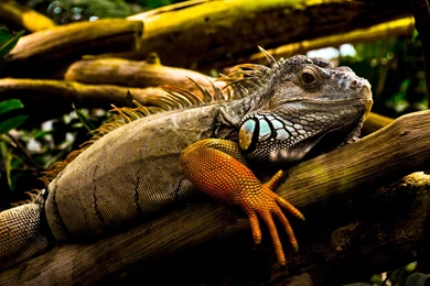 Wallpapers Reptiles Animals Image