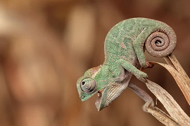 Download Nature Chameleons Funny Lizards Reptiles Wallpapers ...
