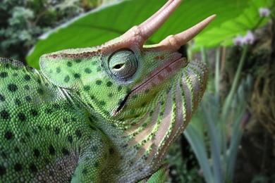 Cute Animals Hd Wallpapers ›› Page 8