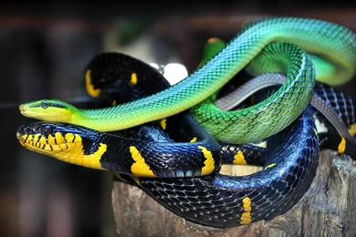 42 Snakes Reptiles HD Wallpapers 146 :: Reptiles Hd Wallpapers