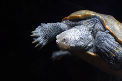 Turtle, Black, Turtles, Reptiles, 1920x1080 HD Wallpapers And FREE ...