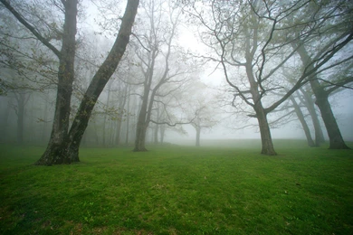Fog Wallpapers Widescreen