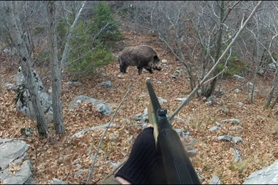The Hunting Of Wild Boars In Hungary 2 By Gonzalo Terreros   2016 ...