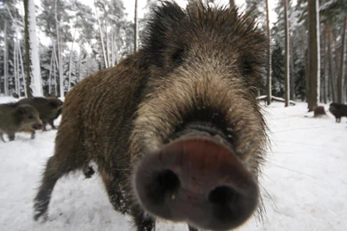 Best Wallpaper: Wild Boar