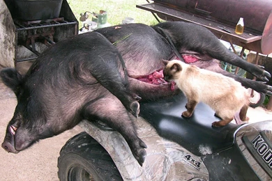 Big Boar Headshot!   Wild Hog Hunting   Wild Boar Hunting   YouTube