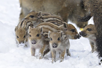 Top Wild Pigs Wallpapers