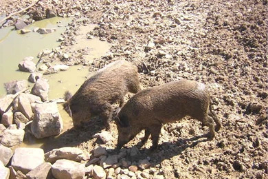 Other Wild Hogs Love Mud Pigs Swine Free Desktop Wallpapers ~ Other ...