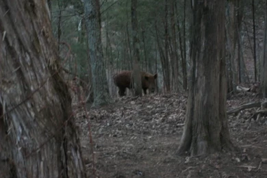 Wild Boar Hunt At Croy's Cabins In Tennessee   Hunting Wild Boar ...