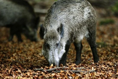 Top Wild Boar Wallpapers Wallpapers