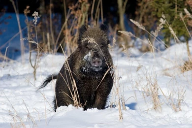 Wild Hog Hunting Games Free Download Programs   Backupheaven