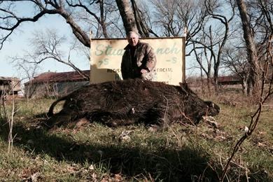 Elkhorn Man Shoots 400 pound Feral Hog   Omaha.com: Hunting ...