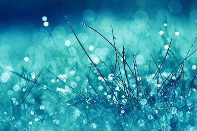 Dew Drops HD Wallpapers   HD Wallpapers POP