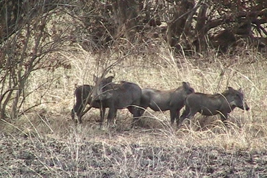 Top Couple Of Wild Hogs Wallpapers