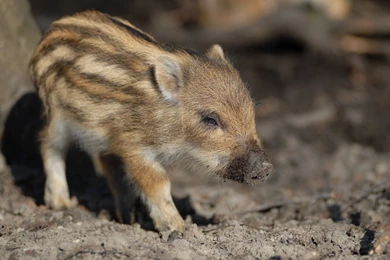 Wild Boar