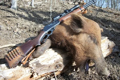 Pig Hunting Wallpapers