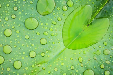 Rain On Leaves Wallpapers HD