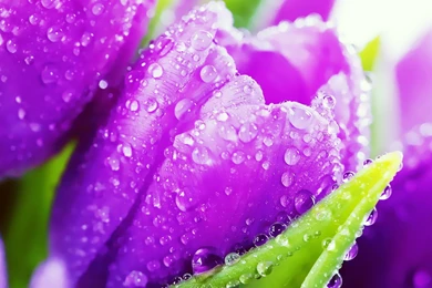 Wallpapers Beautiful Flowers Water Drops Wallpapers