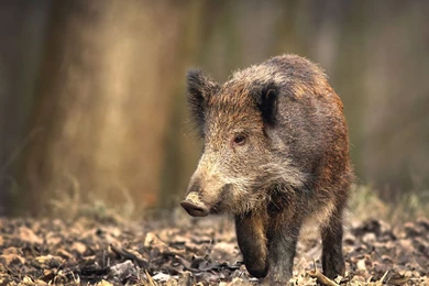 Alfa Img   Showing > Wild Pigs Wallpapers Scenes