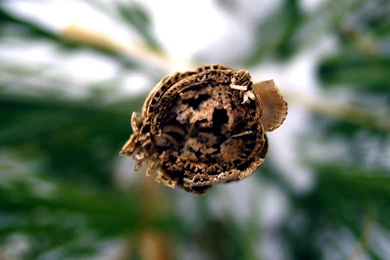 Digital Shots Of Nature Scene (Vol.3) 1920x1200 NO.16 Desktop ...