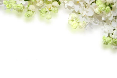 Delicate_White_Flowers_Background.jpg?m=1399676400