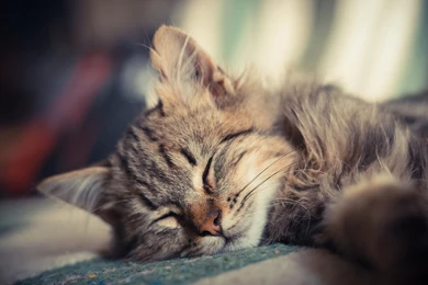 Kitten Sleeping Cat Small Wallpapers