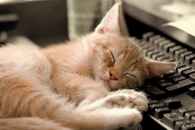 Sleeping Cat HD Wallpapers