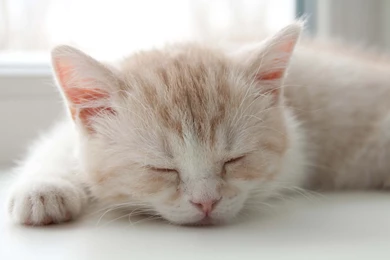 Sleeping cat wallpaper_4062   Cute Cat Wallpapers