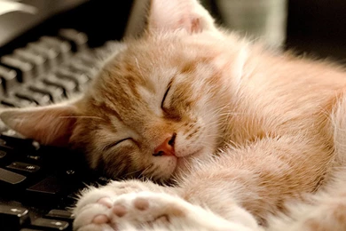 Sleeping Cat Wallpapers