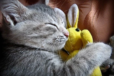 Snugling Sleeping Cat Wallpapers 345   Free HD Wallpapers Stock ...