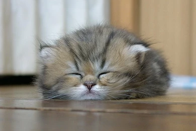 Cats,sleeping Cats Sleeping Kittens 1024x768 Wallpapers – Cats ...