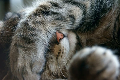 Sleeping Cat Pictures