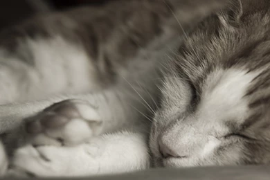 Sleeping Cat Close Up Wallpapers