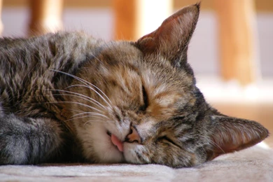Cute Cat Sleeping Backgrounds